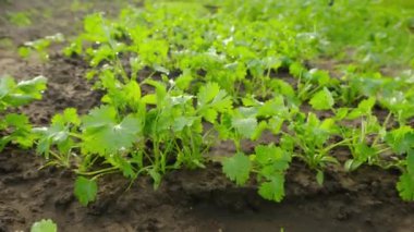 Besin değeri yüksek topraklarda yetişen canlı tohumlar doğanın güzelliğini ve yetiştirilmesini en iyi şekilde gösteriyor.