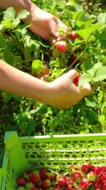 Elleri olgun ve lezzetli çilekleri yemyeşil bitkilerden toplarken sıcak güneşin tadını çıkarıyor.
