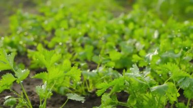 Cilantro yemyeşil, canlı renkleri ve inanılmaz canlılık içeren yemyeşil bahçelerinde güzel bir şekilde gelişir.