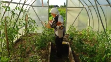 Bir bahçıvan seradaki domates bitkileriyle ilgileniyor, güneş ışığında taze ürünler yetiştiriyor.