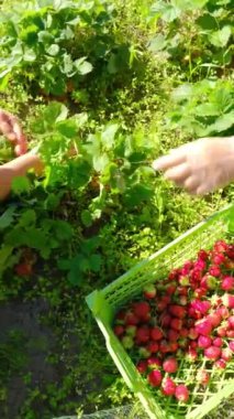 Hasat mevsiminde canlı yeşil bir tarlada taze, olgun çilekleri ustalıkla toplayan bireylerin elleri