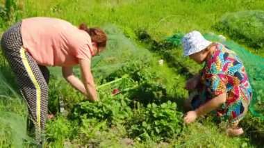 İki kadın aktif olarak güzel bir bahçede çalışıyor, bitki yetiştiriyor ve dışarıda vakit geçiriyorlar.
