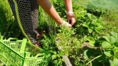 Bir bahçede yetişen çeşitli canlı yeşil bitkilerle dikkatlice ilgilenen eldivenli eldiven yakın plan.