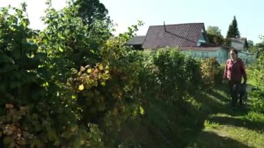 Göz kamaştırıcı ve resimli bir üzüm bağı sahnesi güzel sergilenen yemyeşil sarmaşıklar ve büyüleyici, antika bir ev