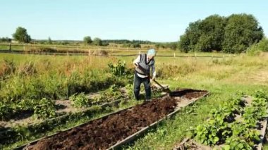 Yaşlı bir bahçıvan güneşli bir alanda özenle çalışarak zengin toprağı taze sebze ekmeye hazırlıyor.