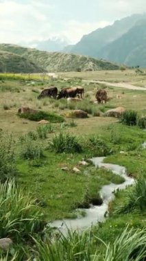 Sakin bir kırsal kesimde arka planda çarpıcı dağlar tarafından çerçevelenmiş bir derenin kenarında otlayan sığırlar görülüyor.