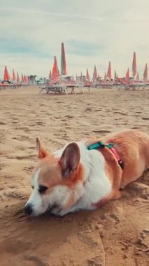 Neşeli ve canlı bir Corgi köpeği, canlı şemsiyelerle çevrili kumlu sahilde oynar ve eğlenir.