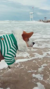 Sevimli ve oyuncu bir Corgi, sevimli bir kıyafet giymiş kumsal dalgaları ve nefes kesici okyanus manzaraları.