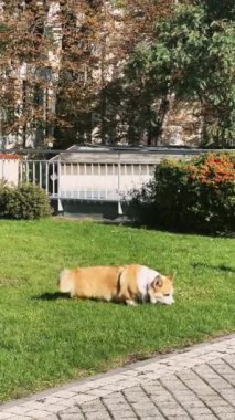 Büyüleyici bir Corgi sıcak bir günde parlak güneş ışığı altında canlı yeşil çimenlerin üzerinde rahatça uzanır.