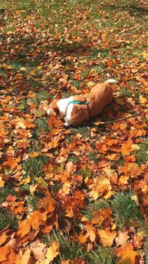 Neşeli bir köpek, neşeli sonbahar yaprakları arasında yuvarlanarak güz eğlencesinin ve eğlencesinin özünü yakalar.