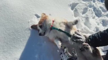 Sevimli ve neşeli bir Corgi mutlu bir şekilde yumuşak karda yuvarlanıyor, saf neşe ve eğlenceli bir kış macerası sergiliyor.