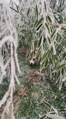 Zeki bir tilki, kışın doğanın görkemli güzelliğini gözler önüne seren narin buzlu bitkilerin arasına zekice saklanmış.
