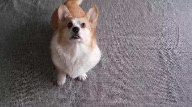 Sevimli, tüylü bir Corgi köpeği oturuyor ve yukarı bakıyor, neşeli masumiyetini ve çekiciliğini gösteriyor.
