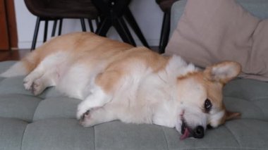Çok tatlı ve tüylü bir Corgi rahat bir kanepede uzanıyor, büyüleyici kabarık kürkünü ve neşeli ruhunu sergiliyor.