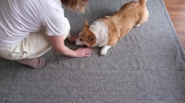 Neşeli bir Corgi, yumuşak desenli bir halıda, sevimli bağlarını sergileyen biriyle mutlu mesut nişanlanır.