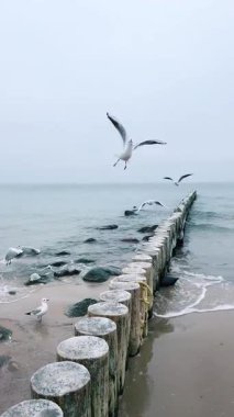 Huzurlu ve sakin bir sahil sahnesi kırsal ahşap dalgalar, yumuşak dalgalar ve uçan martıları sergiliyor.