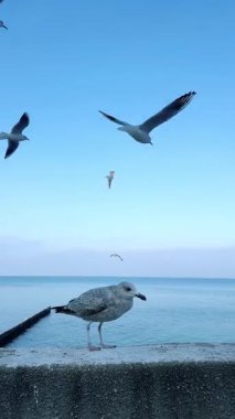 Huzurlu ve huzurlu bir sahneyi gösteren martılar zarif bir şekilde uçuyor ve sakin okyanus kıyısında huzur içinde dinleniyor.