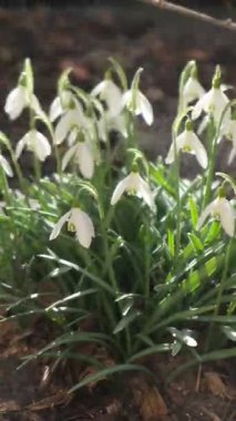 Güzel kar damlaları, canlı ve neşeli bir bahçeye baharın hoş gelişinin sinyallerini veriyor.