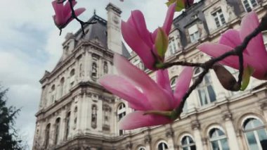 Paris 'teki Ville Oteli' nde Magnolia çiçekleri bulutlu bir arkaplan karşısında muhteşem ve tarihi bir mimarinin yanında çiçek açıyor.