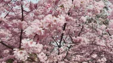 Kiraz çiçeklerinin nefes kesici görüntüsü, zarif güzelliği ve canlı pembe doğa hazinelerini gözler önüne seriyor.