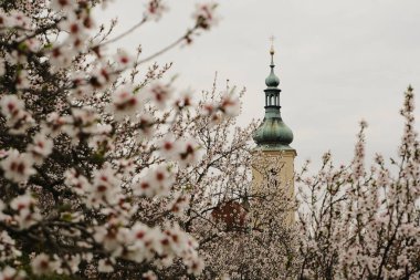 Büyüleyici bahar çiçekleri bulutlu gökyüzünün altında gururla duran tarihi bir kuleyi güzellikle çerçeveliyor.