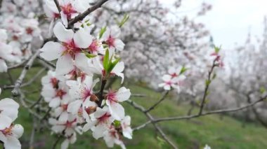 Badem ağaçlarının narin beyaz ve pembe çiçekleri canlı bir ilkbahar manzarasında güzelce çerçevelenmiştir.