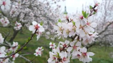 Göz kamaştırıcı ve güzel badem ağaçları Prag 'daki hoş bahar mevsiminde yemyeşil bir meyve bahçesini canlı bir şekilde doldurur. 