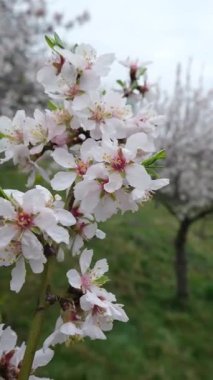 Güzel badem çiçekleri bugün zarif bulutlu gökyüzünün altında dingin manzaralarda canlı bir şekilde çiçek açıyor.