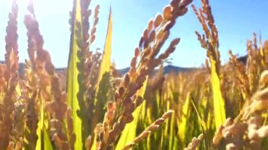 Atmosferik pirinç tarlaları ve tarım teknolojisinin tanıtım videosu
