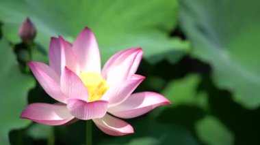 Beyaz Lotus 'un çok açılı yakın çekim görüntüleri.