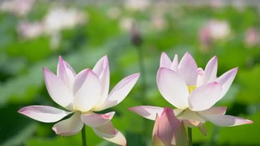 Beyaz Lotus 'un çok açılı yakın çekim görüntüleri.