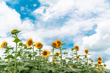 sunflower flowers under blue sky photography clipart