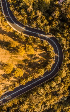 Atmosferik ve güzel sonbahar ormanı yol fotoğrafçılığı