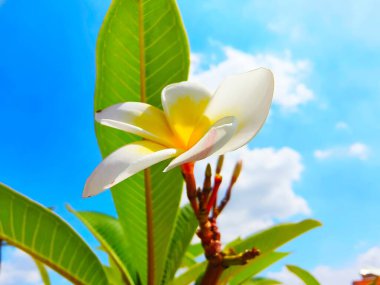 Parlak mavi gökyüzüne karşı beyaz bir frangipani çiçeğine yaklaş