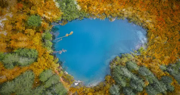 Yeşil tonlu, gür ağaçlı bahar ormanı fotoğrafları.