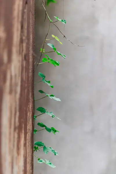 Stock image photography of fresh green ivy climbing