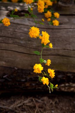 Close up photograph of double flowered Kerria Japonica clipart