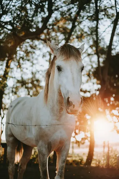 stock image White Horse in the Glow of Sunrise in a Forest Clearing