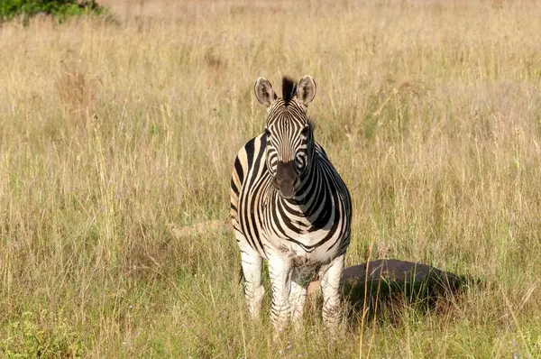 Zebra, doğal savanasında uzun otların arasında duruyor.