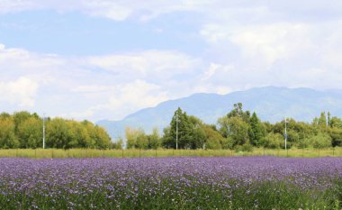Geniş Mor Verbena Çiçek Denizi Parlak Mavi Gökyüzü Altında ve Yunnan 'da Yumuşak Bulutlar