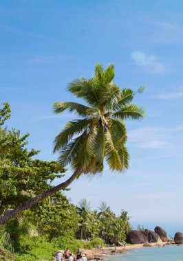 Sanya Sahili Hainan Adası 'nda Tropikal Hindistan cevizi palmiye ağaçları.