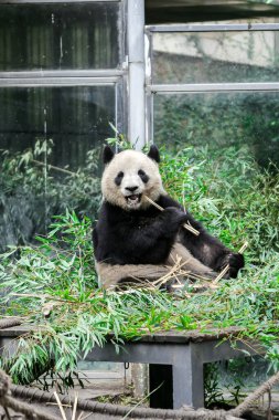 Doğal Habitat Fotoğrafçılığında Büyük Majestik Dev Panda Portresi