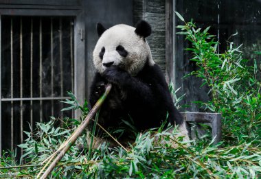 Doğal ortamdaki dev panda taze bambuyla besleniyor.