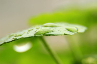 Taze Yeşil Bitkiyi Kapat Makro Fotoğrafla Kaplanmış Yapraklar