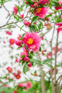 Atmosferik Kırmızı Rododendron Doğal Işık Altında Tamamen Açtı