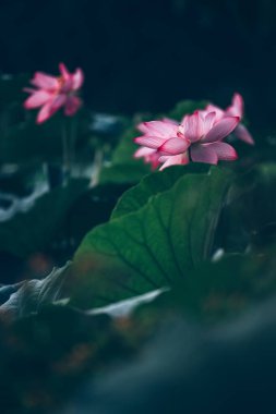 Yeşil Lotus 'un Düşük Anahtarlı Fotoğrafı Zarif Lotus Çiçekleri ile Ayrıldı
