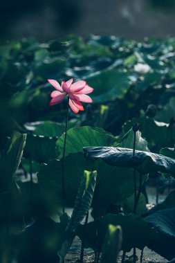Alçak Anahtar Yeşil Lotus Çerçeveleme Pembe Lotus Çiçekleri Göletinin Üzerinde Bırakıyor