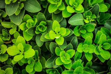 Taze Bahar Yapraklı Duvar Kağıdı Dewy Green Tea Plantasyonu Manzarası