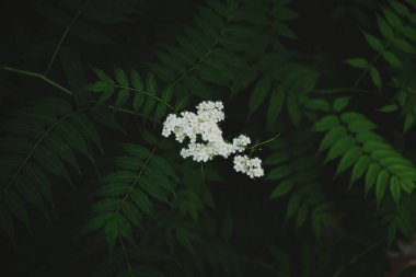 Canlı Yeşil Çiçek ve Yaprak Makro Botanik Fotoğrafçılığı