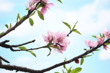 Yumuşak Pastel Renkli Estetik Pembe Şeftali Çiçeği Sahnesi